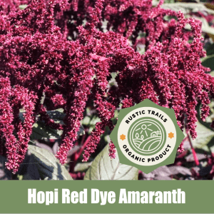 How to grow Hopi Red Dye Amaranth, Amaranthus cruentus